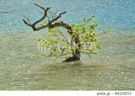 弁天沼の柳 6620855