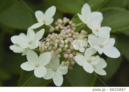 ノリウツギ 6620887