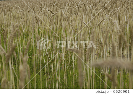 小麦 6620901