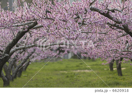 モモの花 6620918