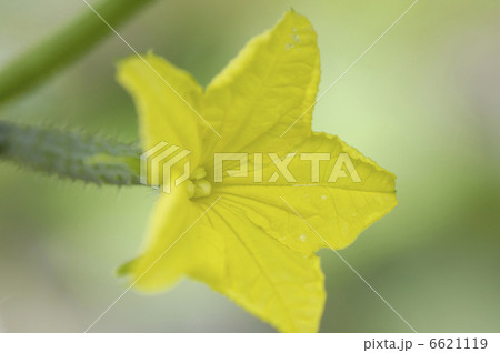 キュウリの花 6621119