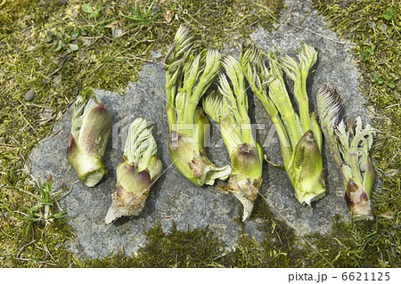 タラノメ 6621125