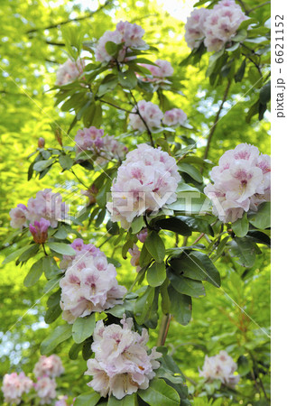 しゃくなげ 6621152