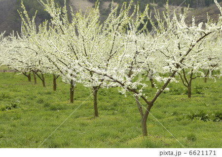 なし畑 なし畑 6621171