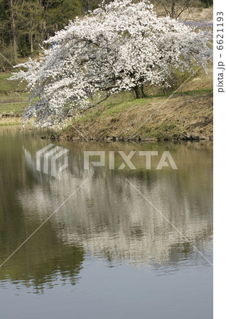 湖畔の桜 6621193