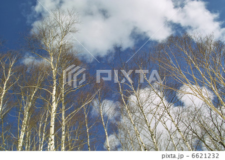 シラカバ林 6621232