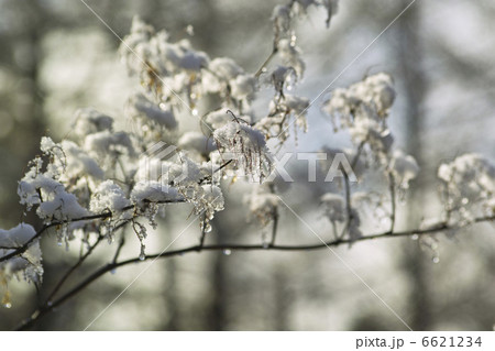 イタドリに付いた雪 6621234