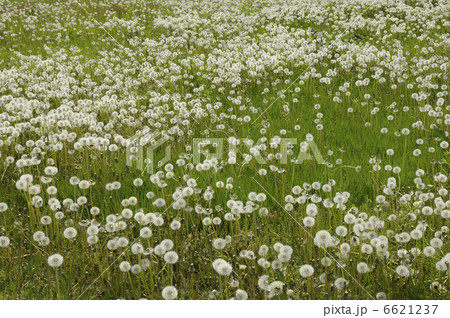 たんぽぽの綿毛 6621237