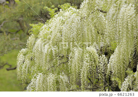 白藤 白藤 6621263