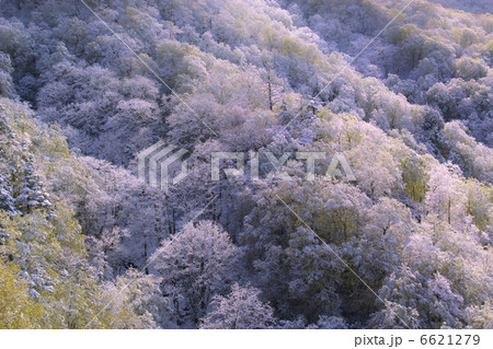 ぶなと新雪 ぶなと新雪 6621279