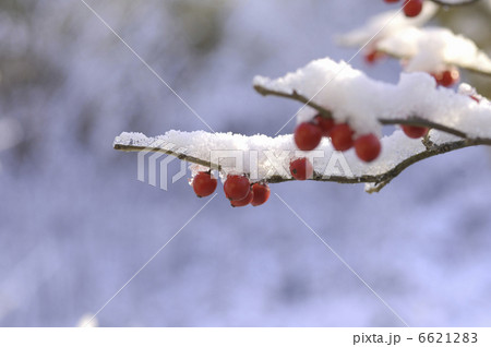 ウメモドキの実に雪 6621283