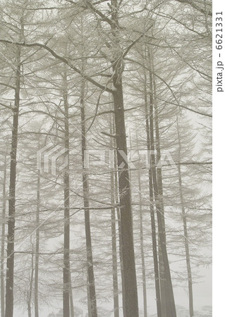 唐松林 唐松林 6621331