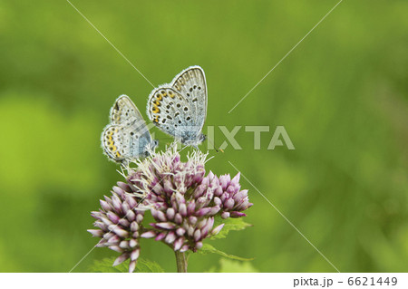 ヒメシジミチョウ 6621449