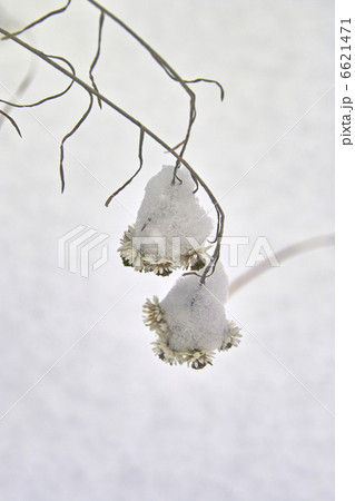母子草に積もった雪 母子草に積もった雪 6621471