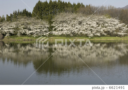 湖畔の桜 6621491