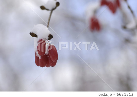 サンシュユの実に雪 6621512