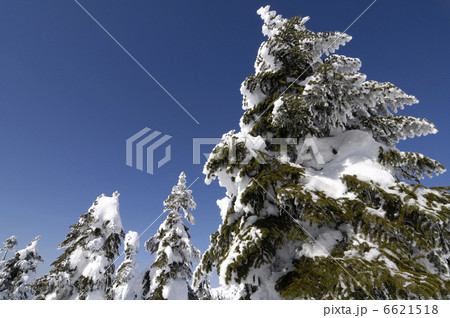 樹氷 6621518