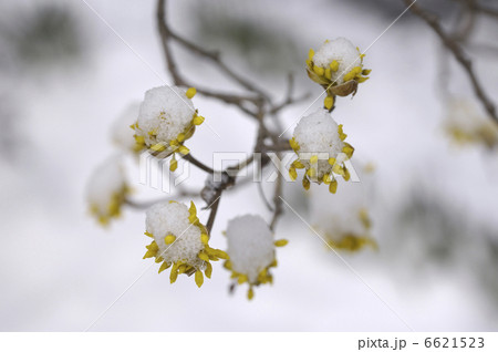 サンシュユに雪 サンシュユに雪 6621523