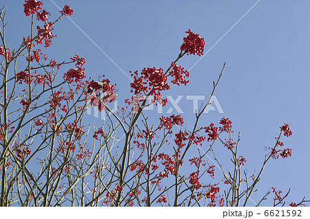 七竈の実 6621592