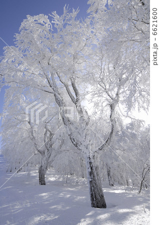 樹氷 6621600