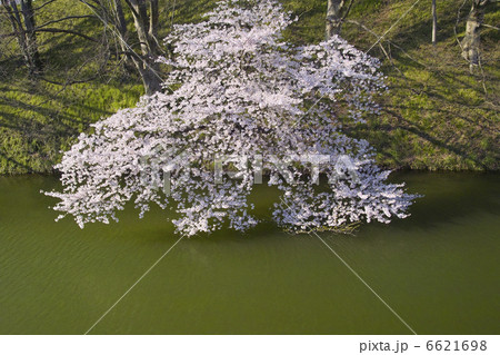 堀の桜 堀の桜 6621698