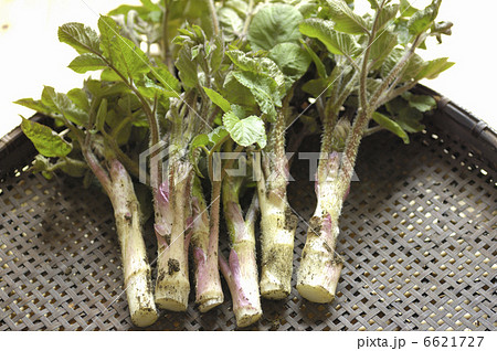 山ウド 山ウド 6621727