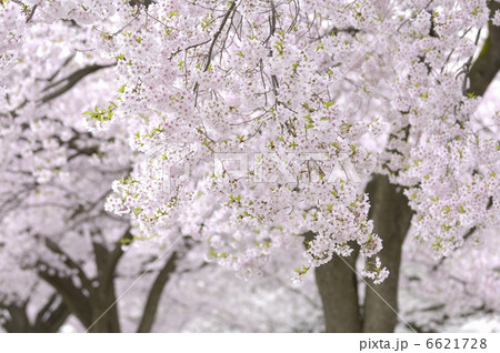 桜 6621728