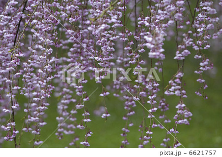 紅しだれ桜 6621757