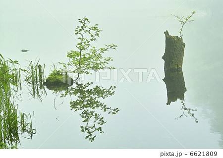 菅沼 菅沼 6621809