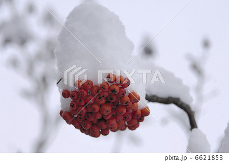 ナナカマドの実に雪 6621853
