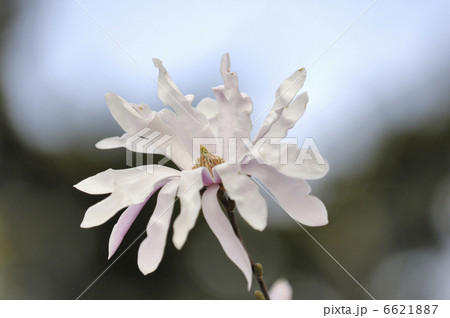 しでこぶし しでこぶし 6621887