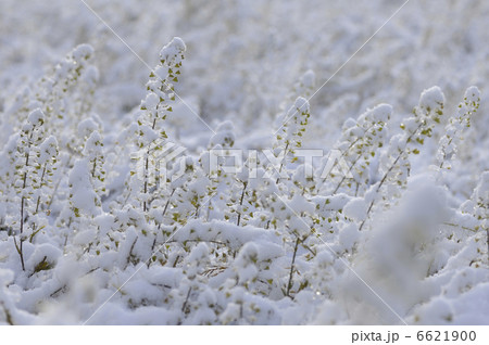 ナズナと雪 6621900