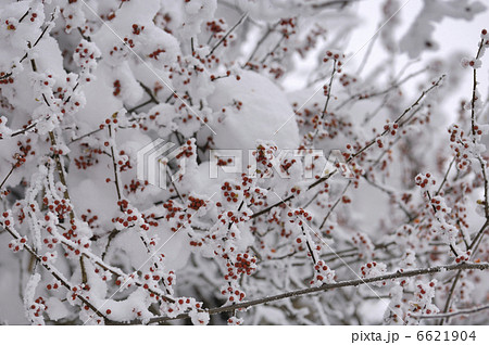 ツルウメモドキの実に雪 6621904