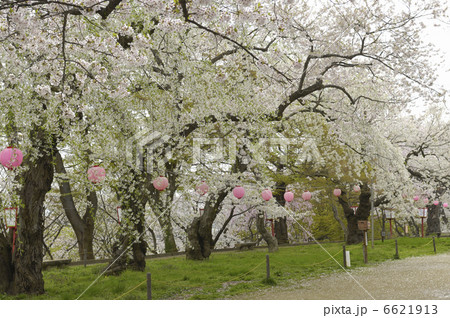 鳥帽子山公園 6621913