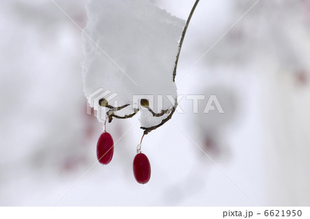 サンシュユの実に雪 6621950