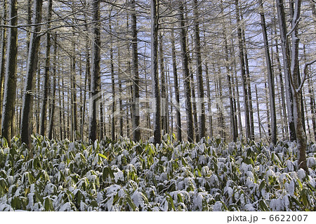 唐松と笹 6622007