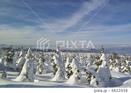 樹氷 樹氷 6622036