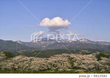 みゆき公園のサクラ 6622082