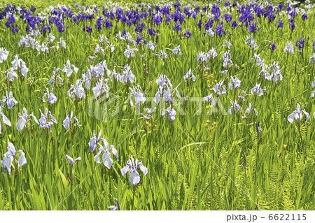 ショウブ 6622115