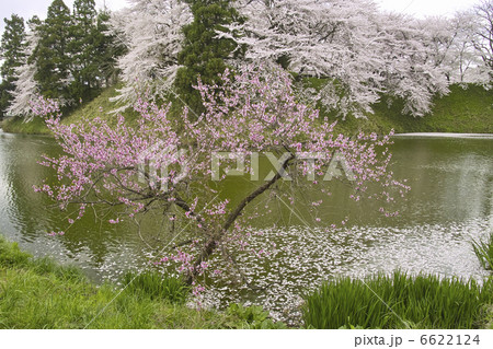 ウメとサクラ ウメとサクラ 6622124