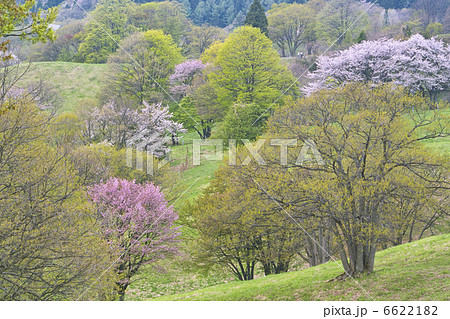 西蔵王高原 6622182