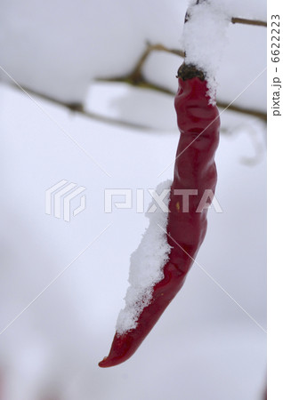 トウガラシに雪 6622223