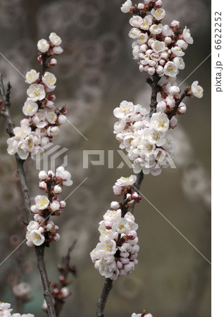 杏子の花 6622252