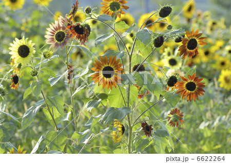 ヒマワリ 6622264