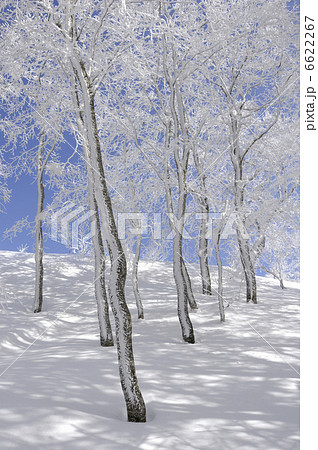 樹氷 6622267