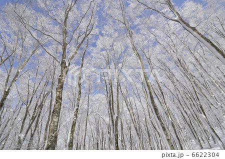 樹氷 樹氷 6622304