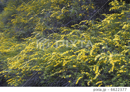 ヤマブキ 6622377