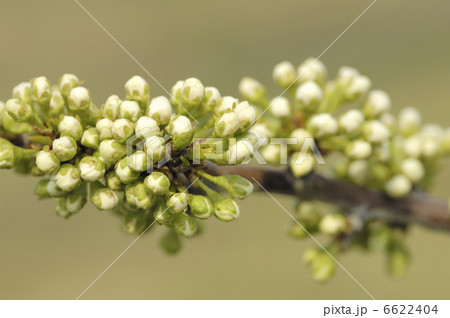 なしの花 なしの花 6622404