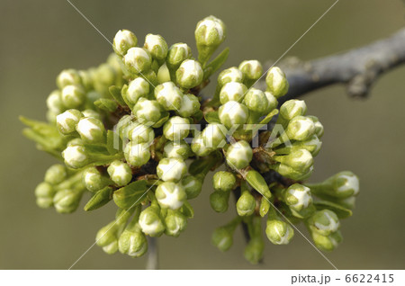 なしの花 なしの花 6622415