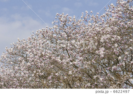 しでこぶし しでこぶし 6622497